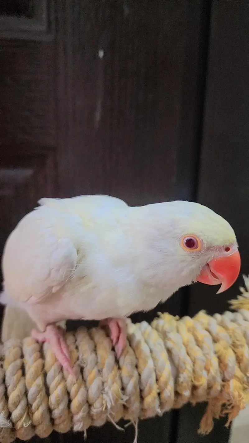Creamino Ringneck Parrot — photo 2