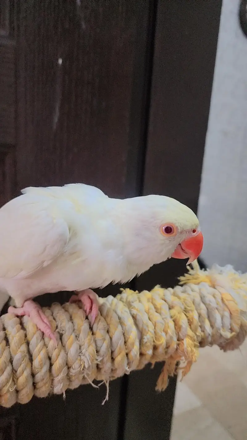 Creamino Ringneck Parrot — photo 3