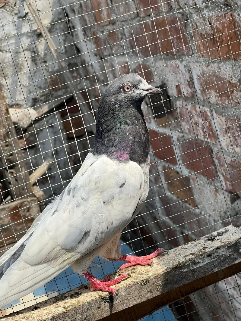 bahut achay  parinde han — photo 3