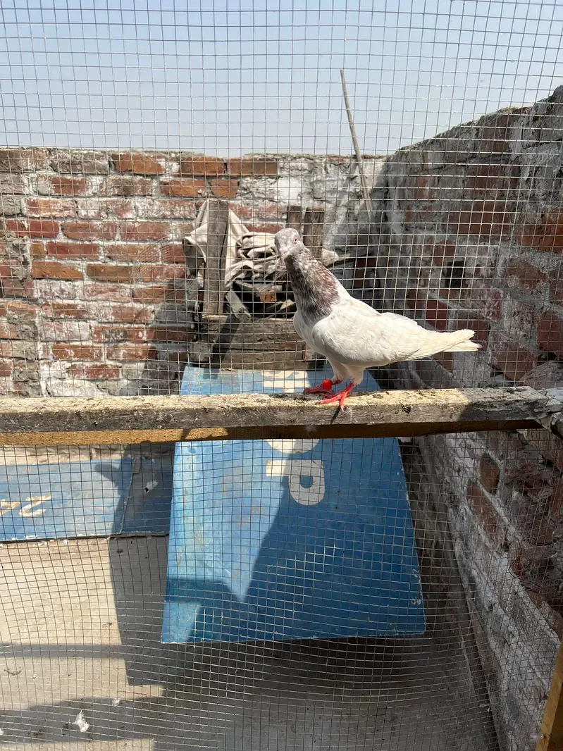 bahut achay  parinde han — photo 5