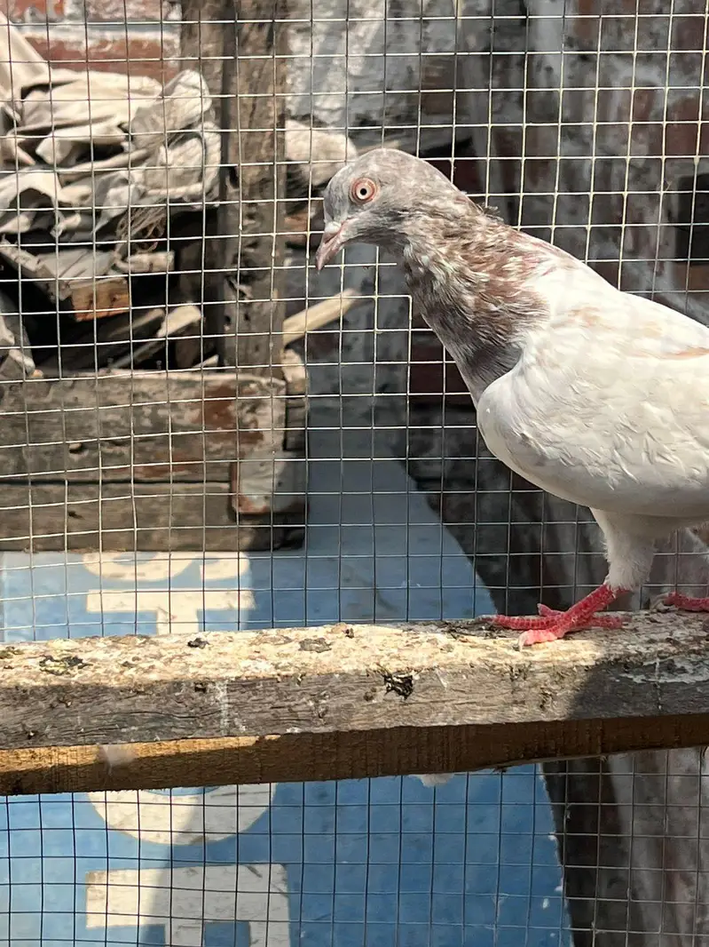 bahut achay  parinde han — photo 9