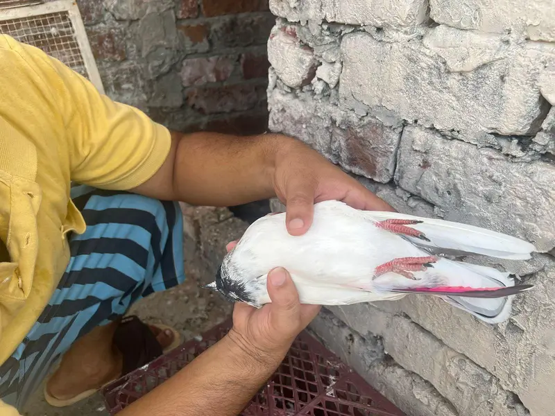 bahut achay  parinde han — photo 10
