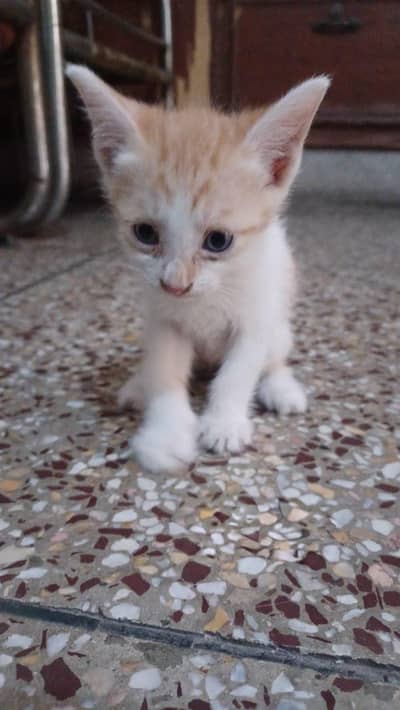 5 Kittens for Sale
