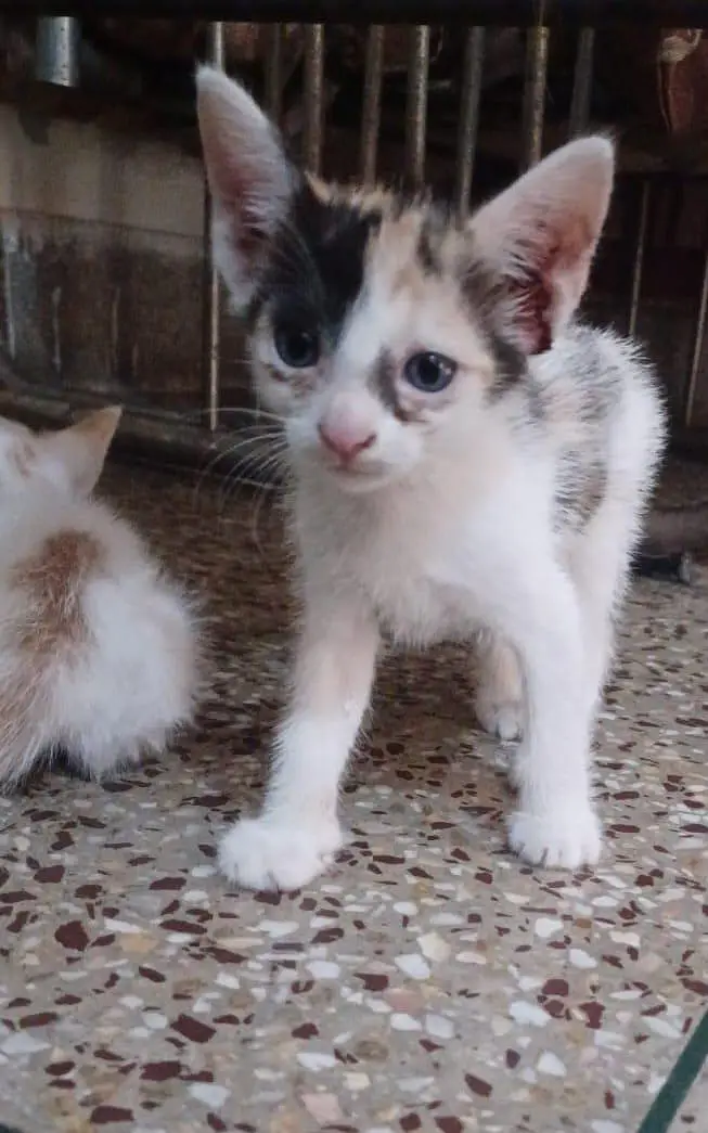5 Kittens for Sale — photo 2