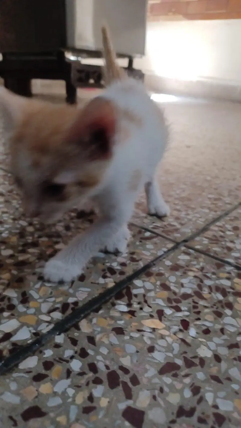 5 Kittens for Sale — photo 3