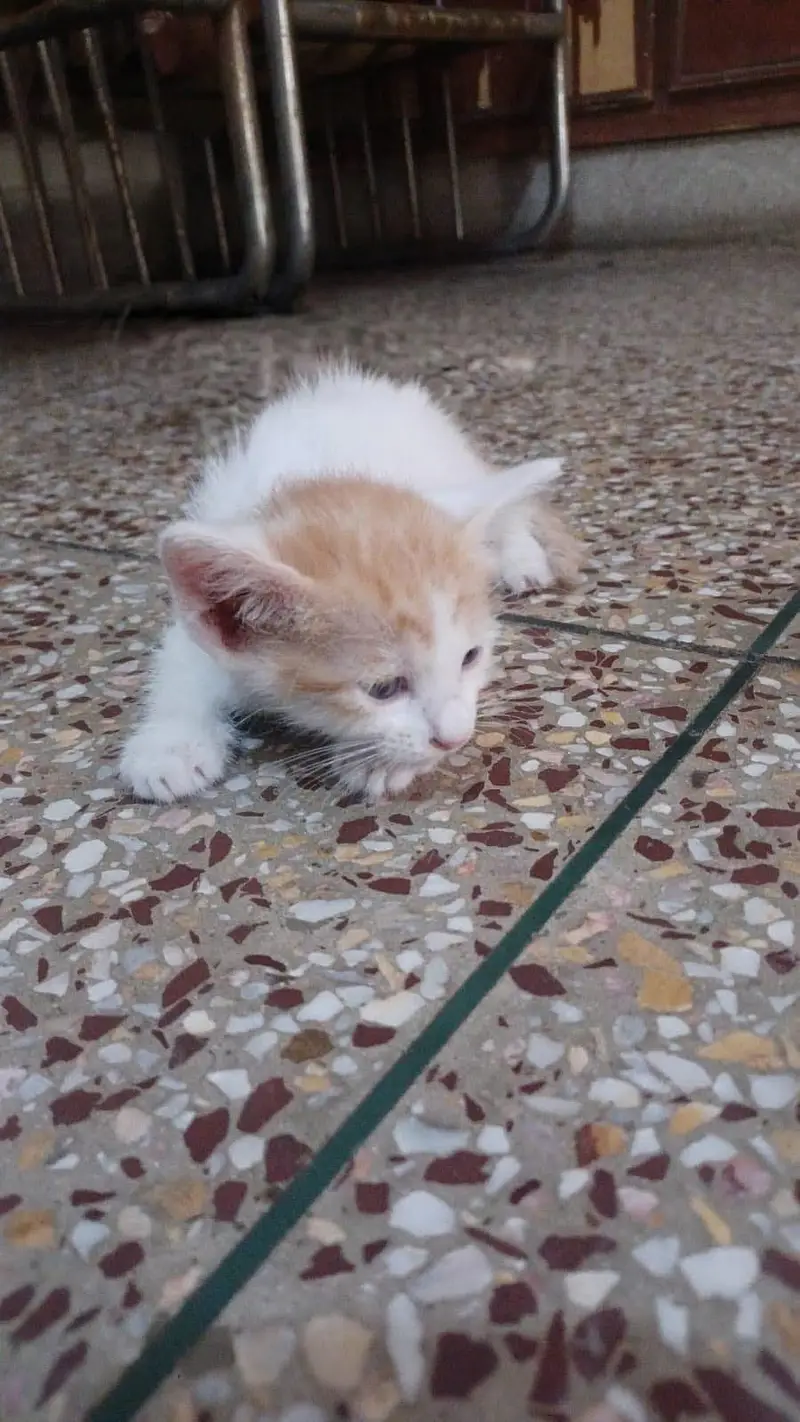 5 Kittens for Sale — photo 4