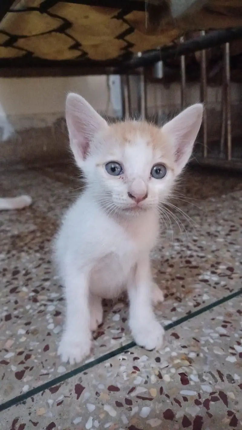 5 Kittens for Sale — photo 5