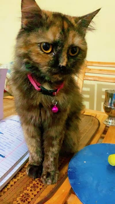 Persian kitten|Tripple coated |Male kittens|double coated|Black female