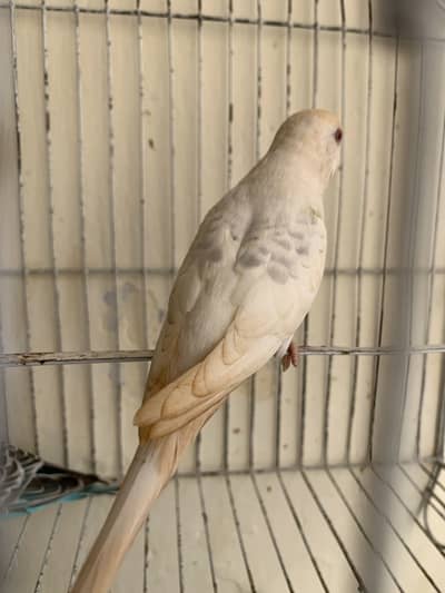 Red eye female common male pair