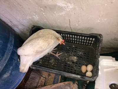 Pair of guinea fowl. Femal laying eggs .
