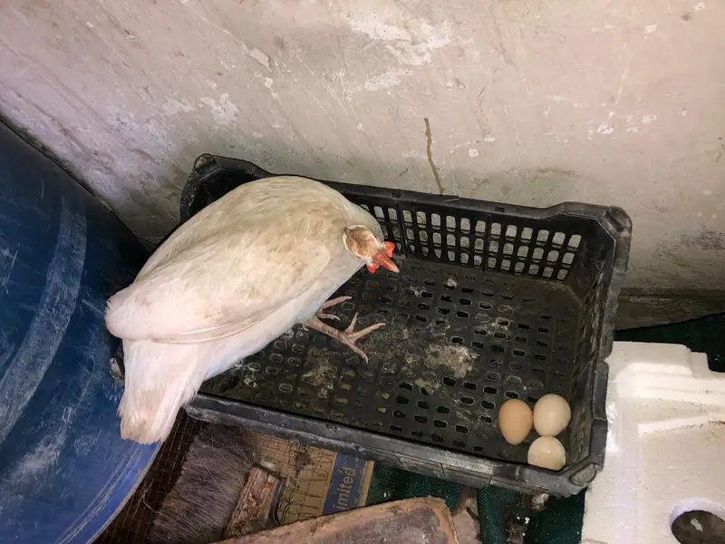 Pair of guinea fowl. Femal laying eggs .