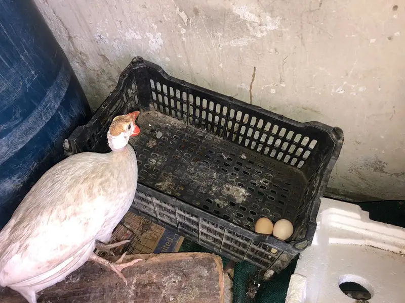 Pair of guinea fowl. Femal laying eggs . — photo 2