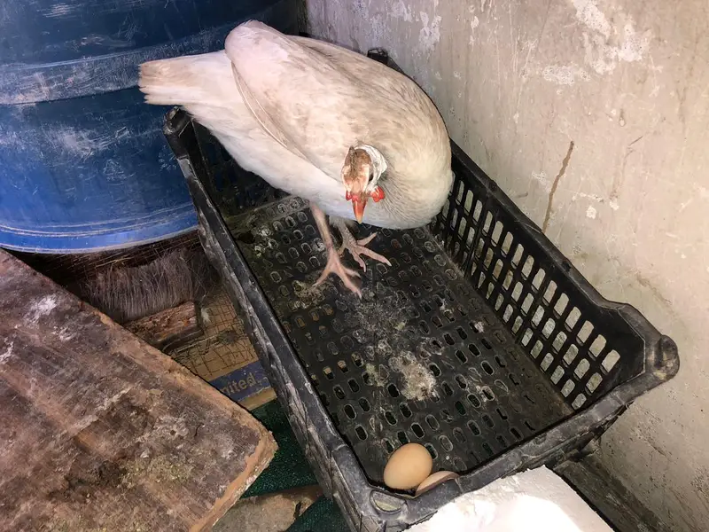 Pair of guinea fowl. Femal laying eggs . — photo 3