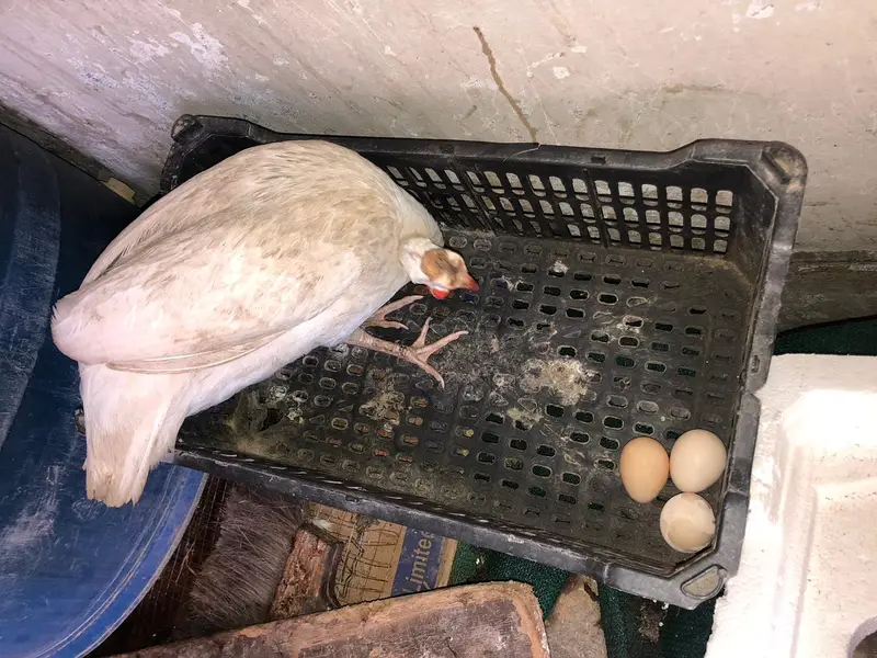 Pair of guinea fowl. Femal laying eggs . — photo 4