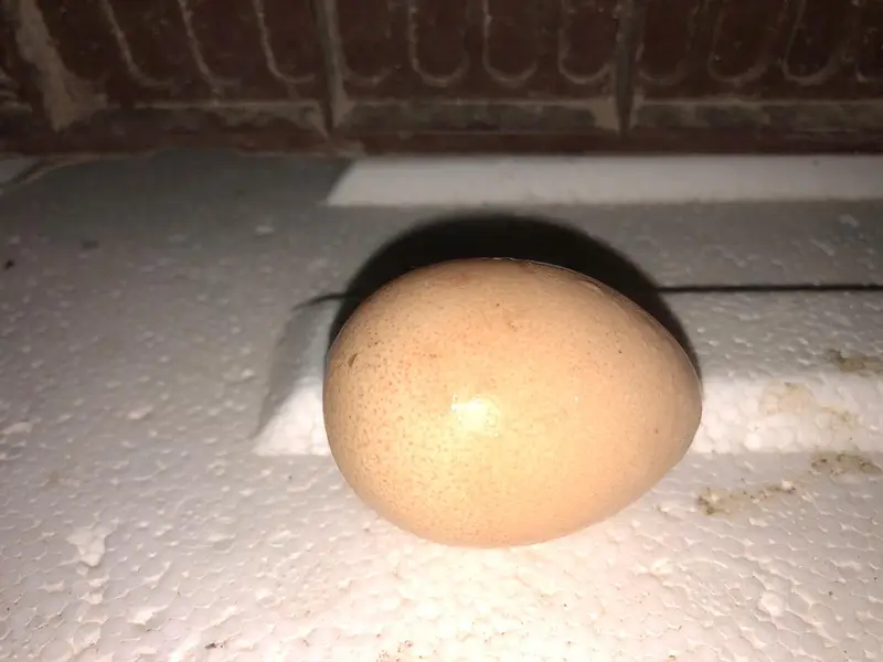 Pair of guinea fowl. Femal laying eggs . — photo 5