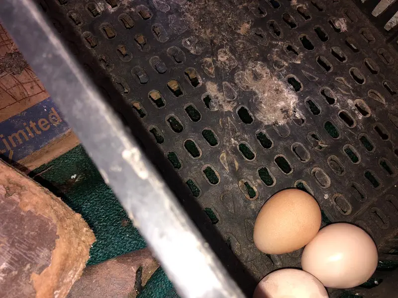 Pair of guinea fowl. Femal laying eggs . — photo 6