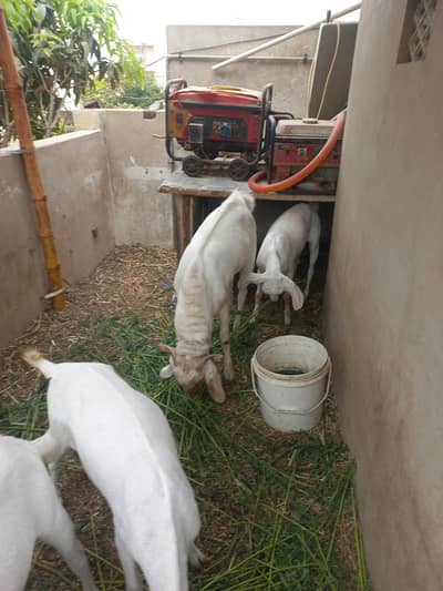 one male brder tapri two female one male 5month
