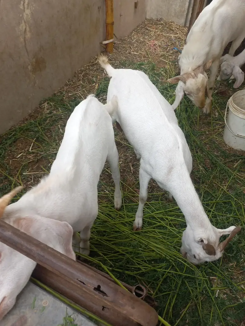 one male brder tapri two female one male 5month — photo 2