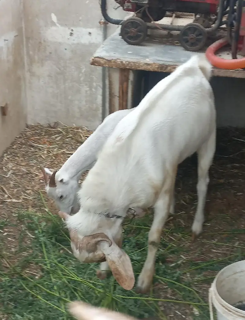 one male brder tapri two female one male 5month — photo 3