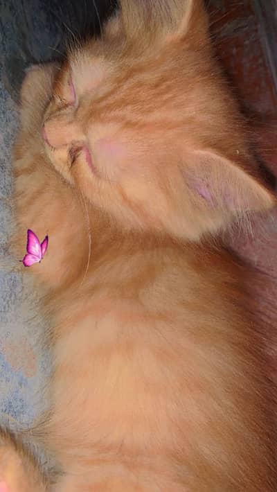 Persian kitten|Tripple coated |Male kittens|double coated|