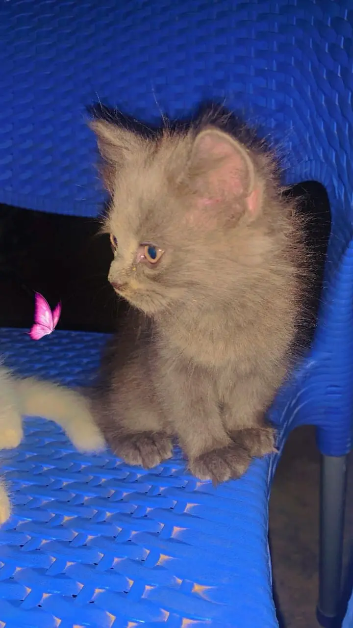 Persian kitten|Tripple coated |Male kittens|double coated| — photo 7