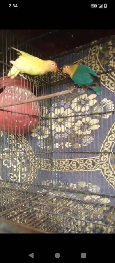 lovebirds breeder bonded pair