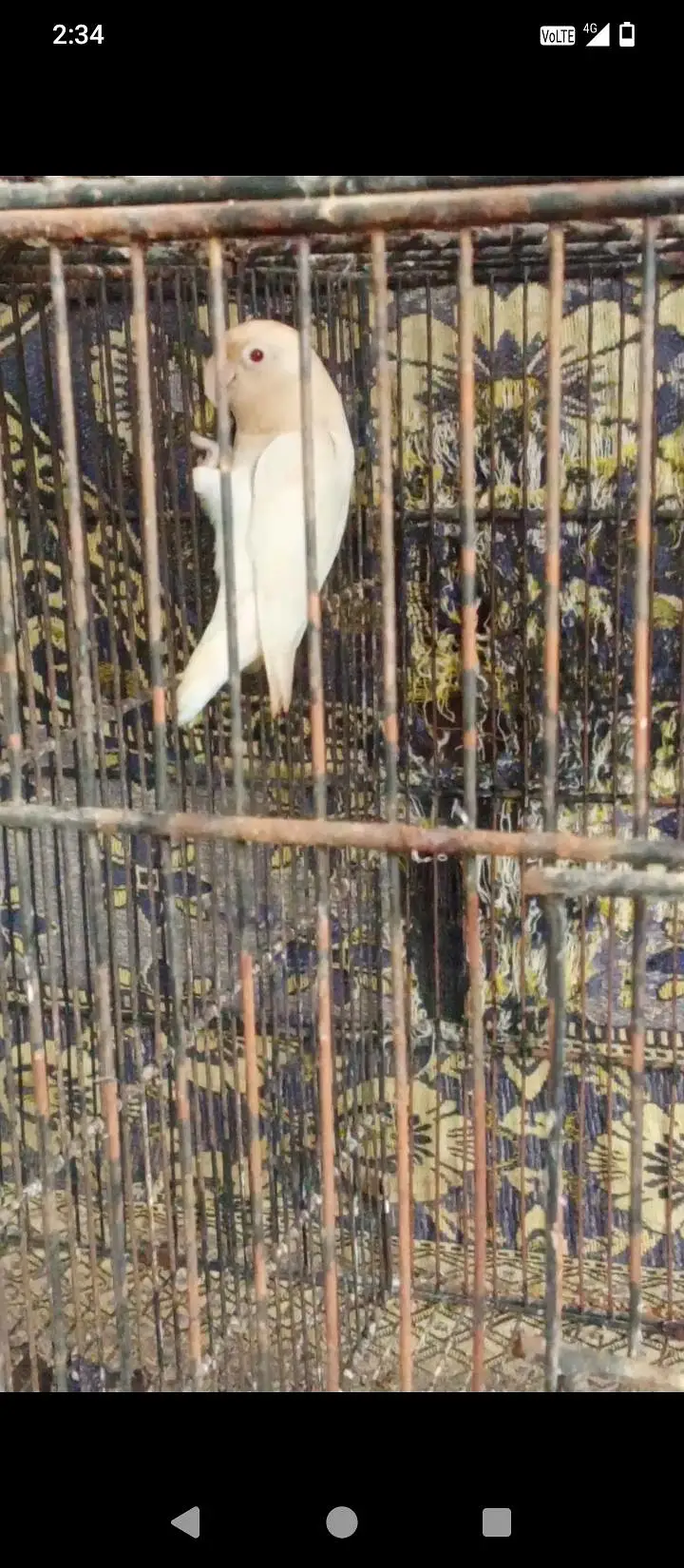 lovebirds breeder bonded pair — photo 2