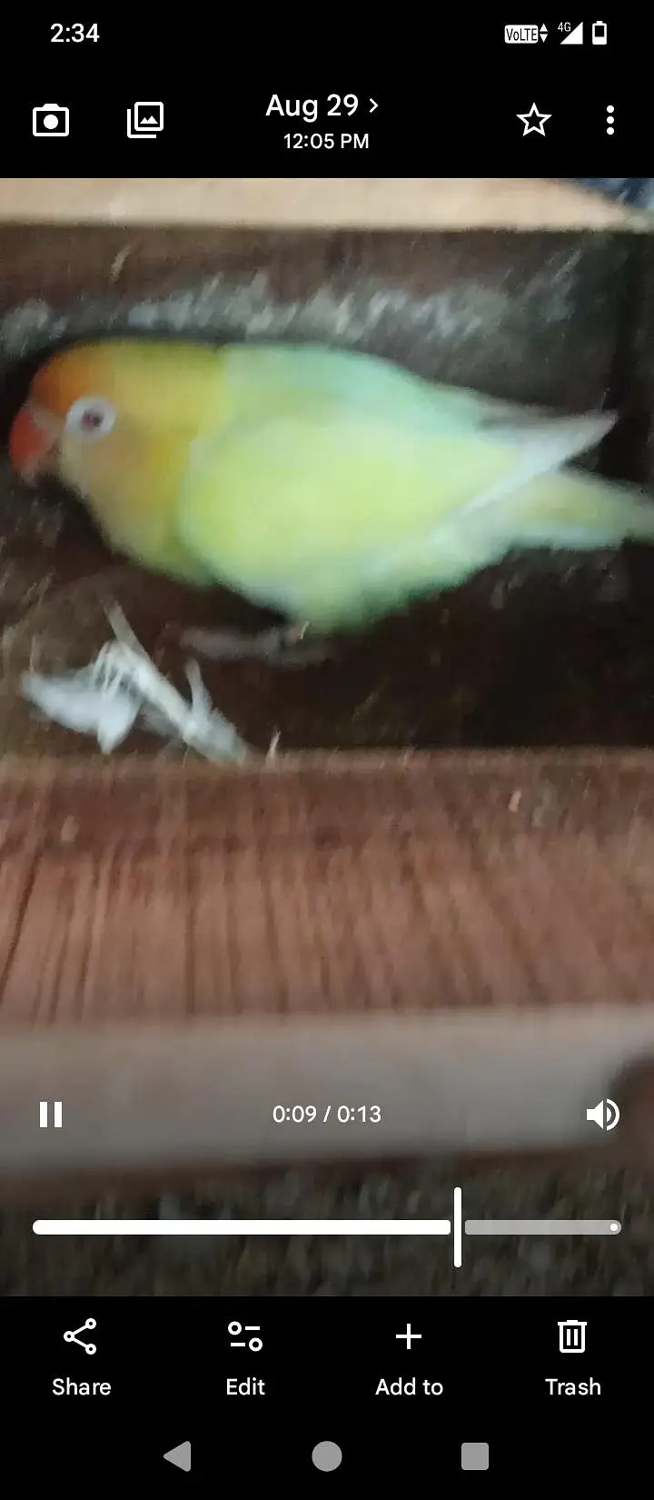 lovebirds breeder bonded pair — photo 3