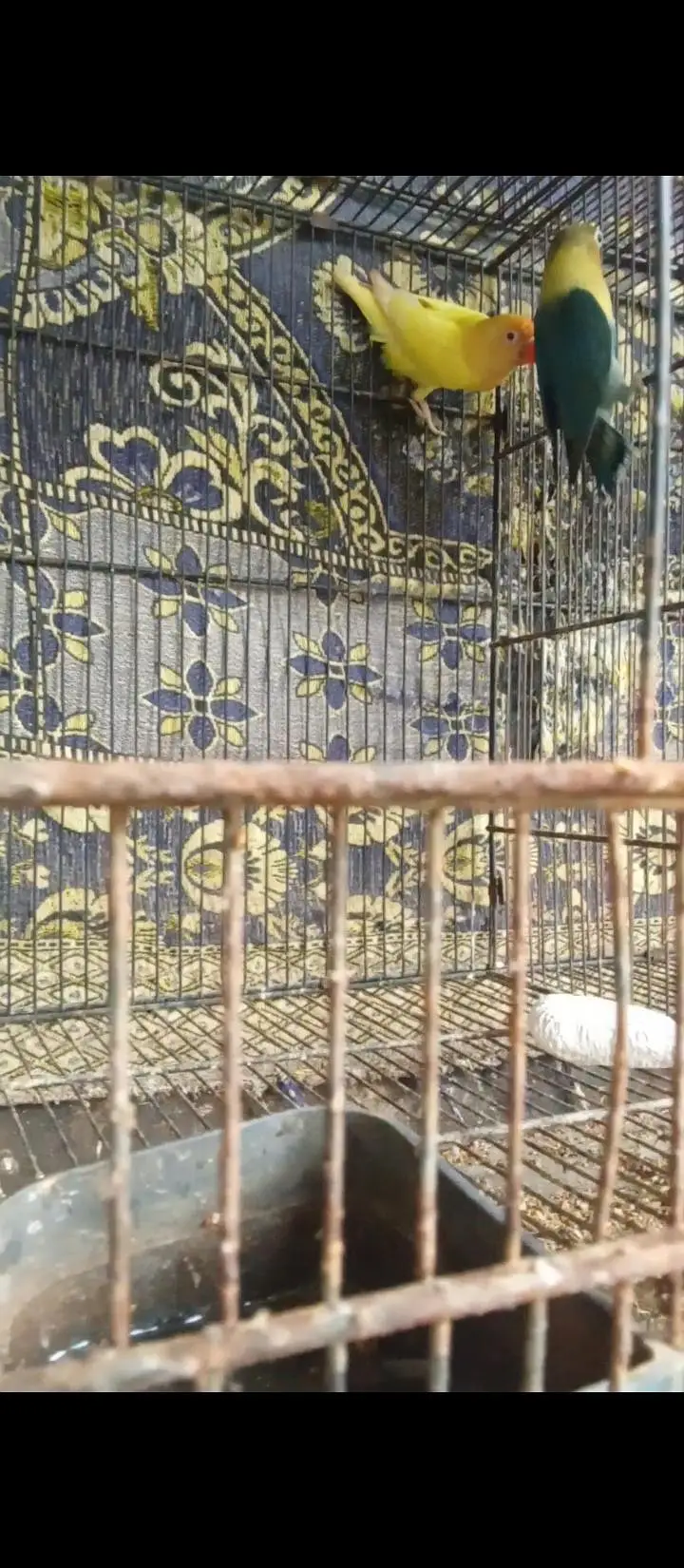 lovebirds breeder bonded pair — photo 4