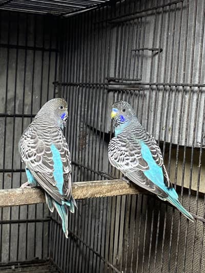 Blue Black Face ready to breed pair available