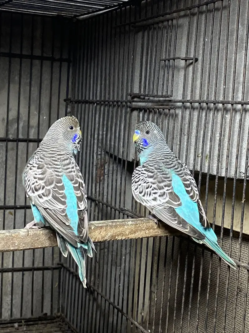 Blue Black Face ready to breed pair available — photo 2