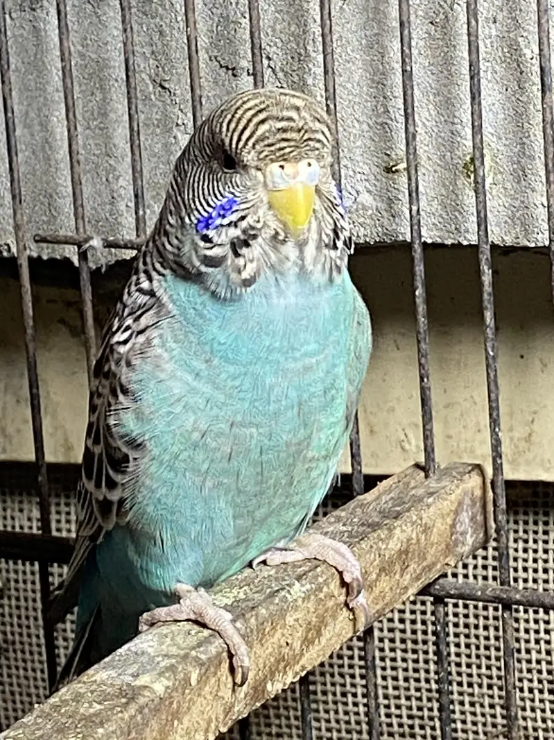 Blue Black Face ready to breed pair available — photo 3