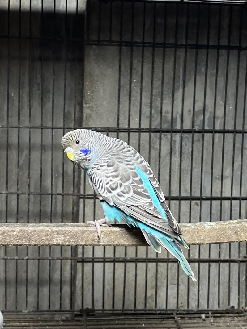 Blue Black Face ready to breed pair available — photo 4
