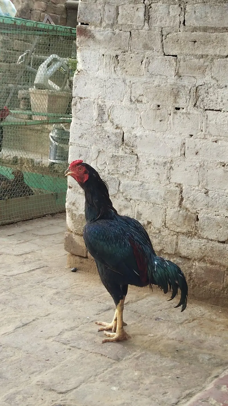 aseel murga for sale — photo 2
