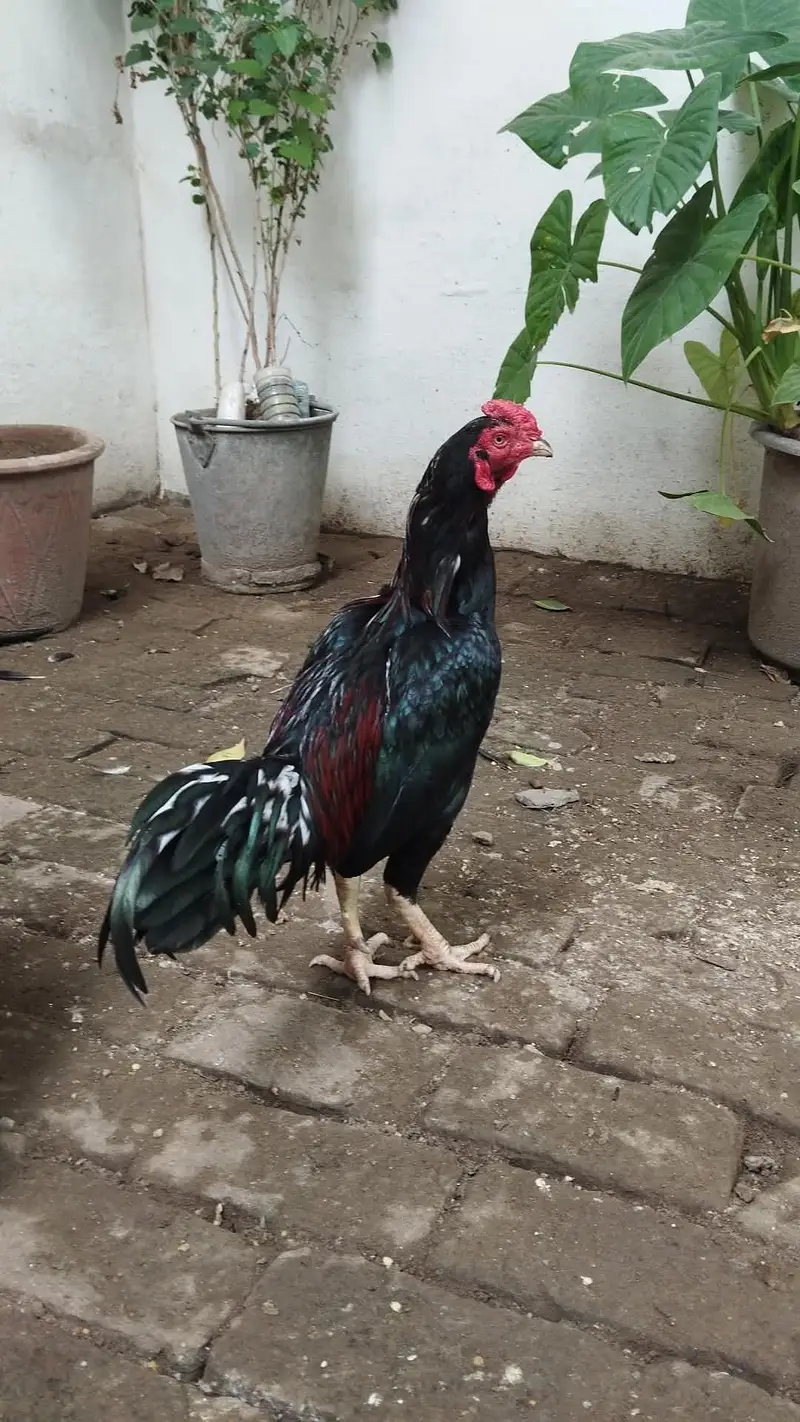 aseel murga for sale — photo 3
