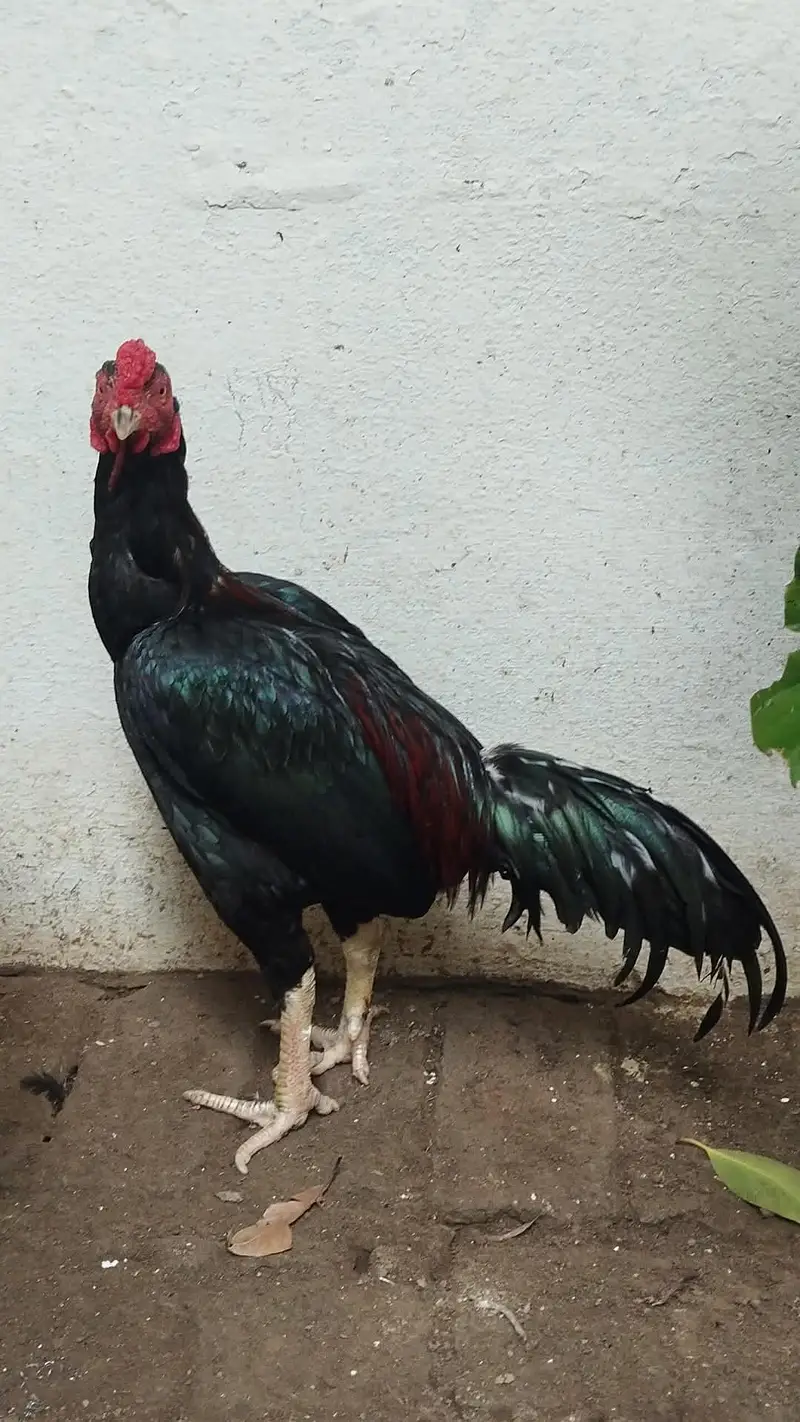 aseel murga for sale — photo 4