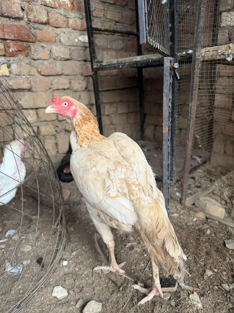 4 mandi ha or bhot achi ha ya 4ko deamd ha — photo 3