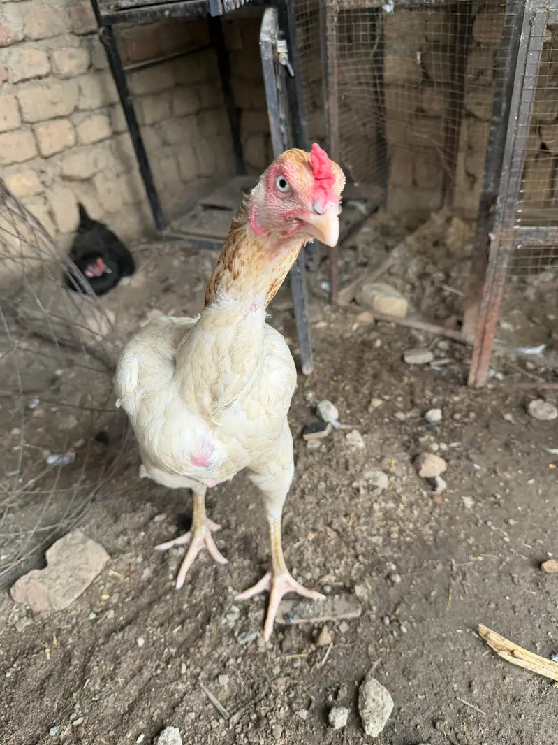4 mandi ha or bhot achi ha ya 4ko deamd ha — photo 4