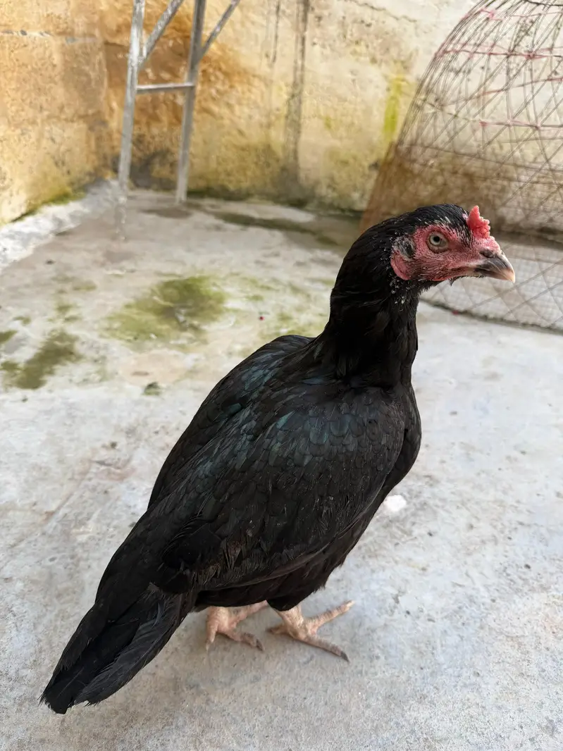 4 mandi ha or bhot achi ha ya 4ko deamd ha — photo 6