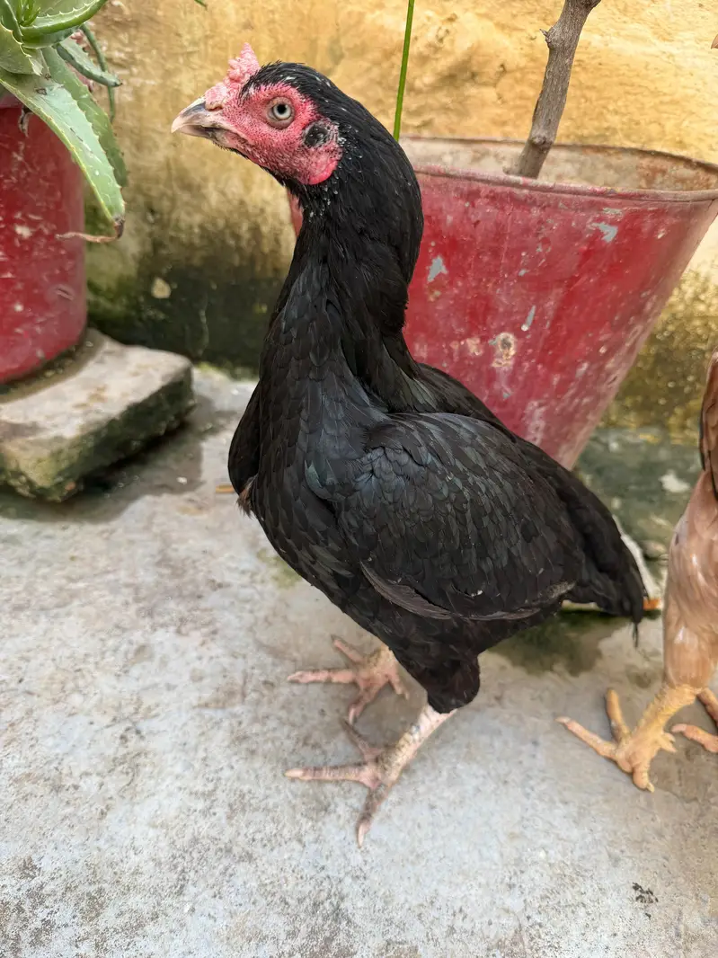 4 mandi ha or bhot achi ha ya 4ko deamd ha — photo 7