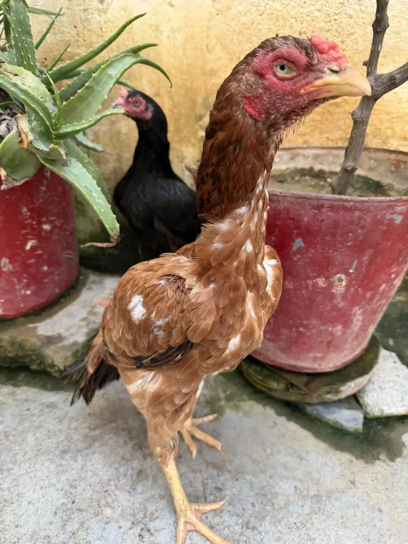 4 mandi ha or bhot achi ha ya 4ko deamd ha — photo 8