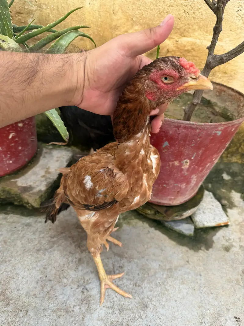 4 mandi ha or bhot achi ha ya 4ko deamd ha — photo 9