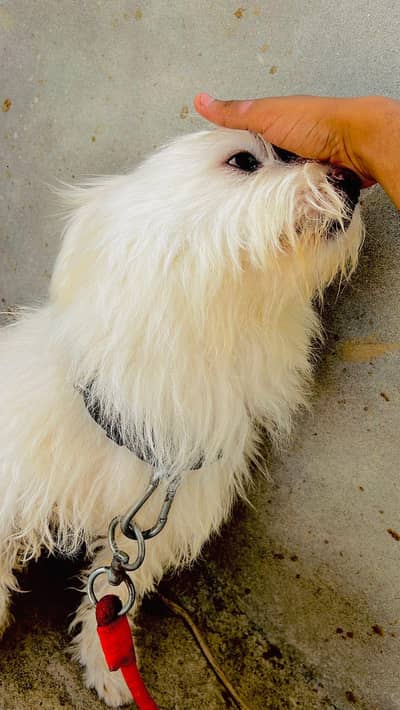 Top Class Poodle Male Avaliable For Sale