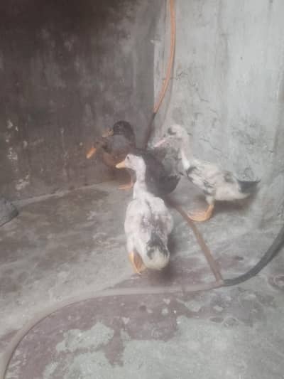 Beautiful Ducks Babies for urgent sale