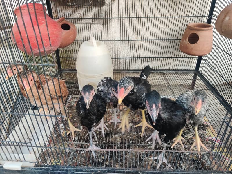 aseel chicks 0
