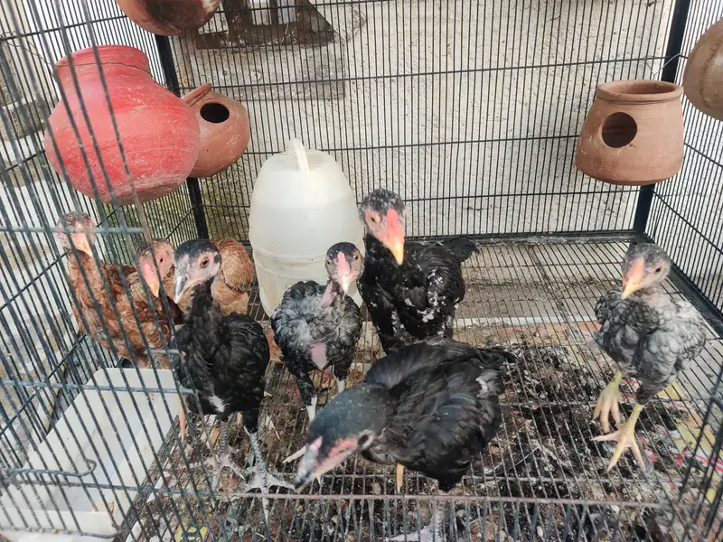 aseel chicks — photo 2