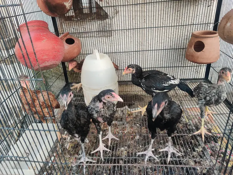 aseel chicks — photo 3