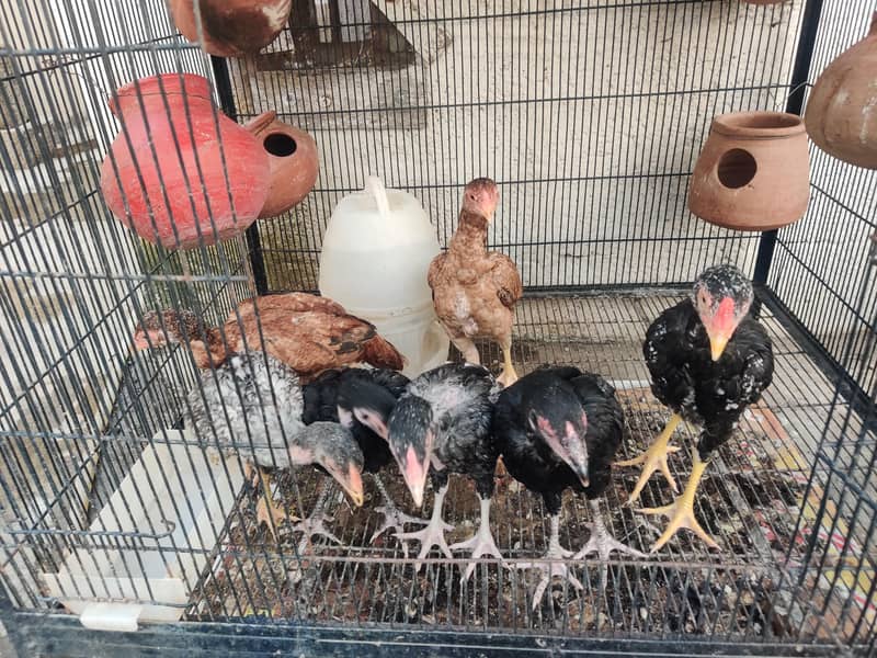 aseel chicks 3