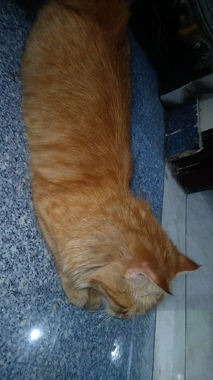 Persian cat with 4 kittens — photo 2