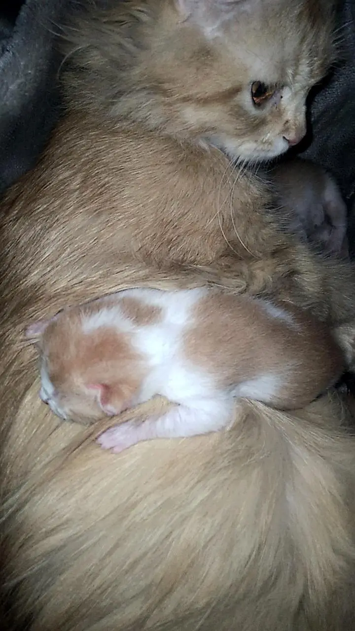 Persian cat with 4 kittens — photo 3
